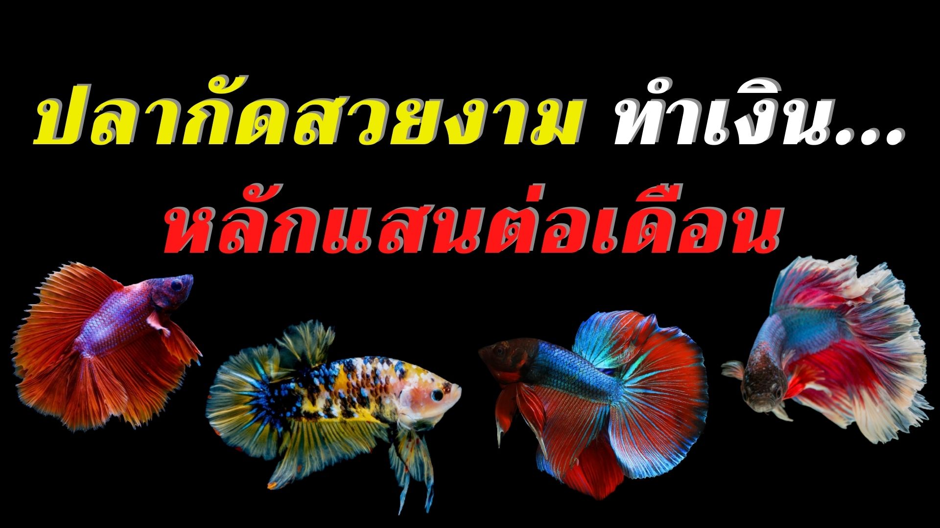 ปลากัดสวยงาม​ สร้างรายได้หลักแสนต่อเดือน เพาะปลากัด เลี้ยงปลากัด