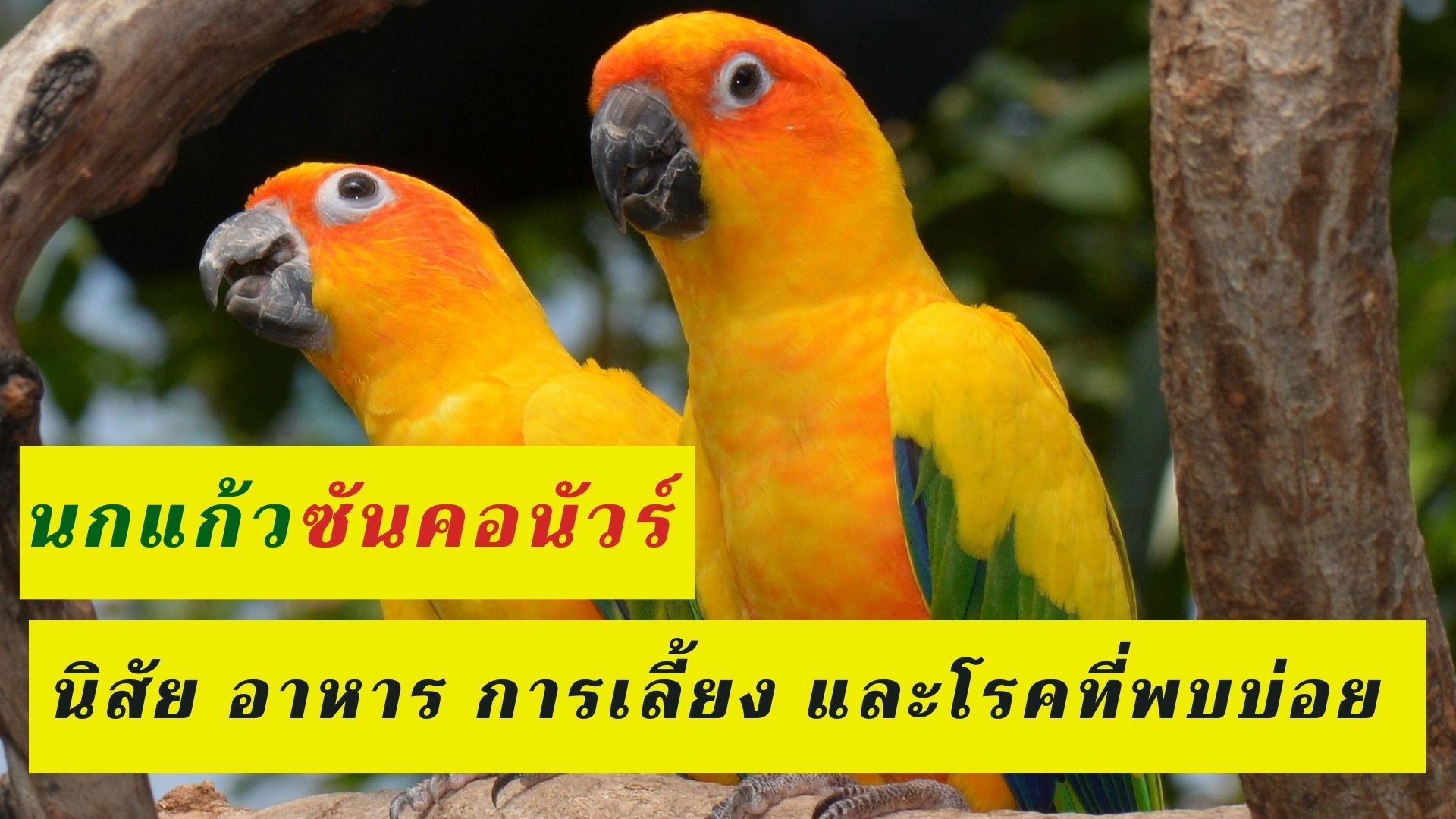 นกแก้ว ซันคอนัวร์ ลักษณะนิสัย อาหาร การเลี้ยง และโรคที่พบบ่อย