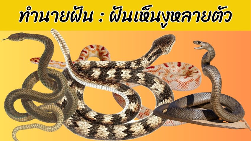ทำนายฝัน : ฝันเห็นงูหลายตัว